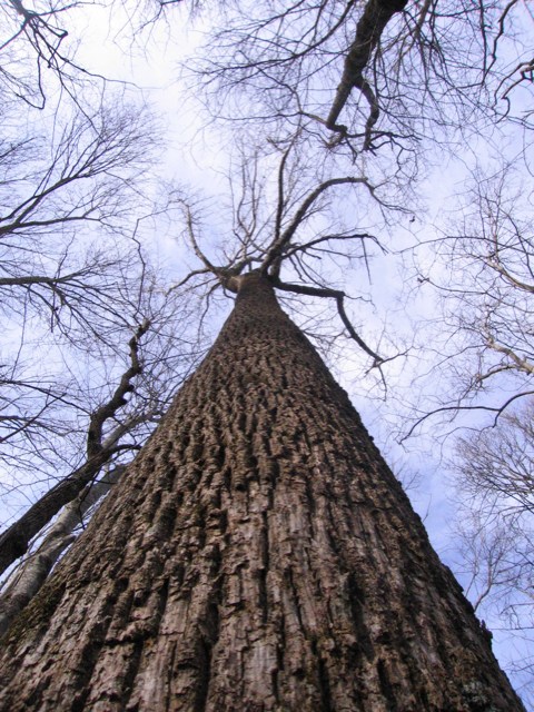 IMG_2872.JPG