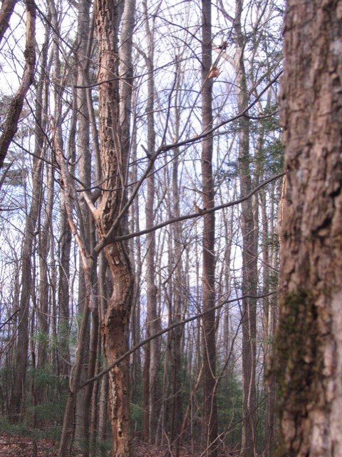 IMG_2874.JPG